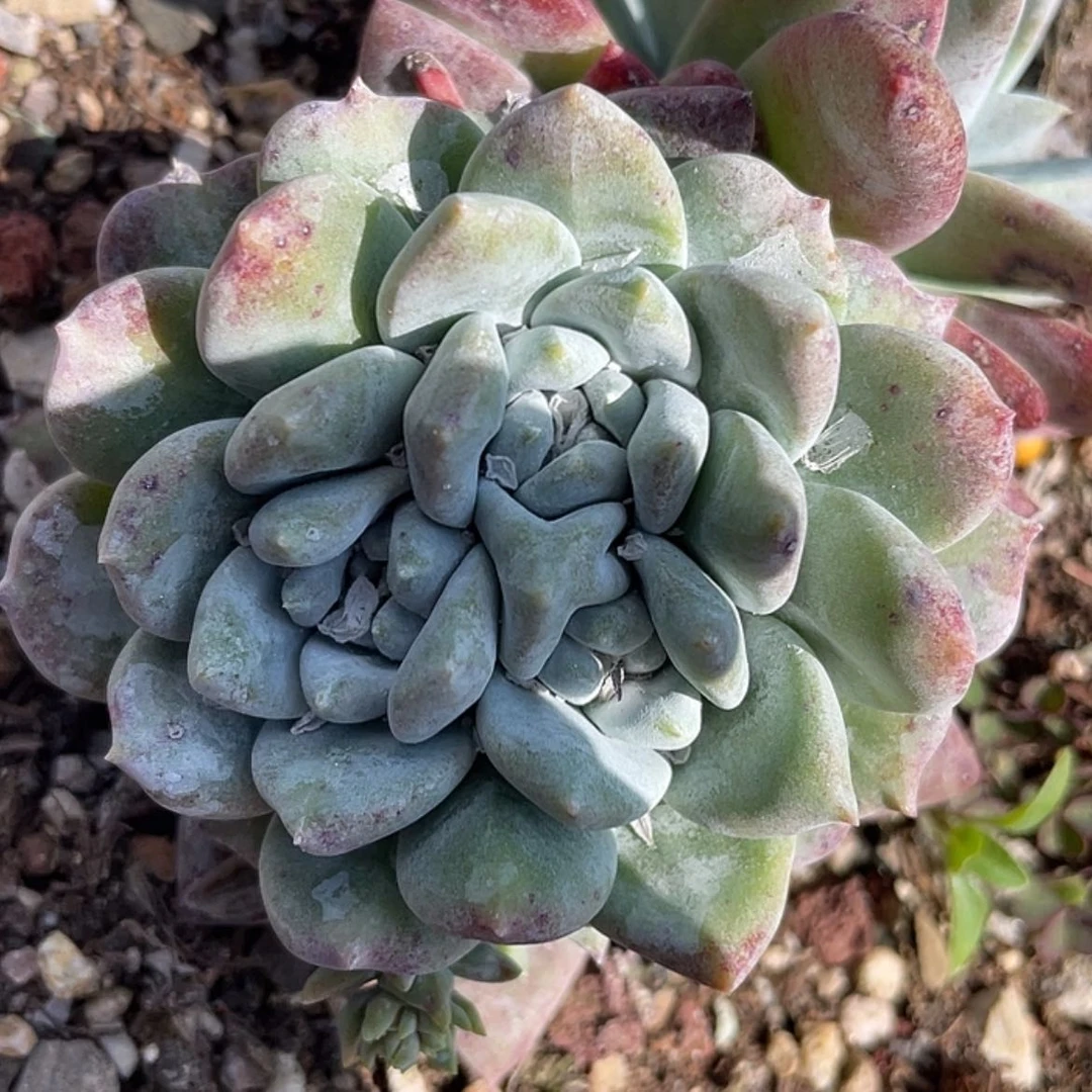 【闪购商品】大花朵白姆