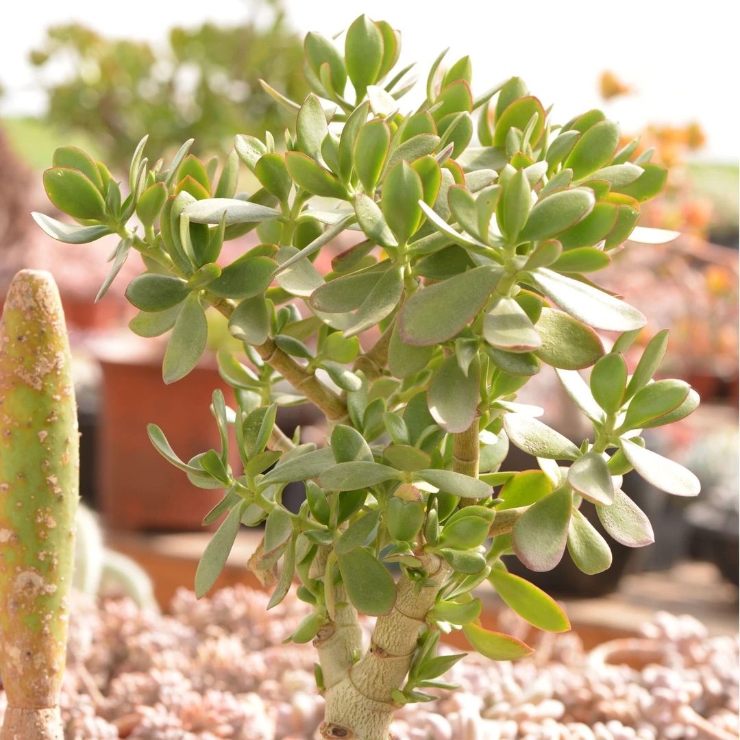 红边玉树多肉植物农场自发新手易上手 满28包邮发货不满的请凑单