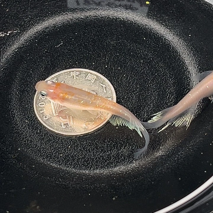 青鳉鱼赤霞2条11号
