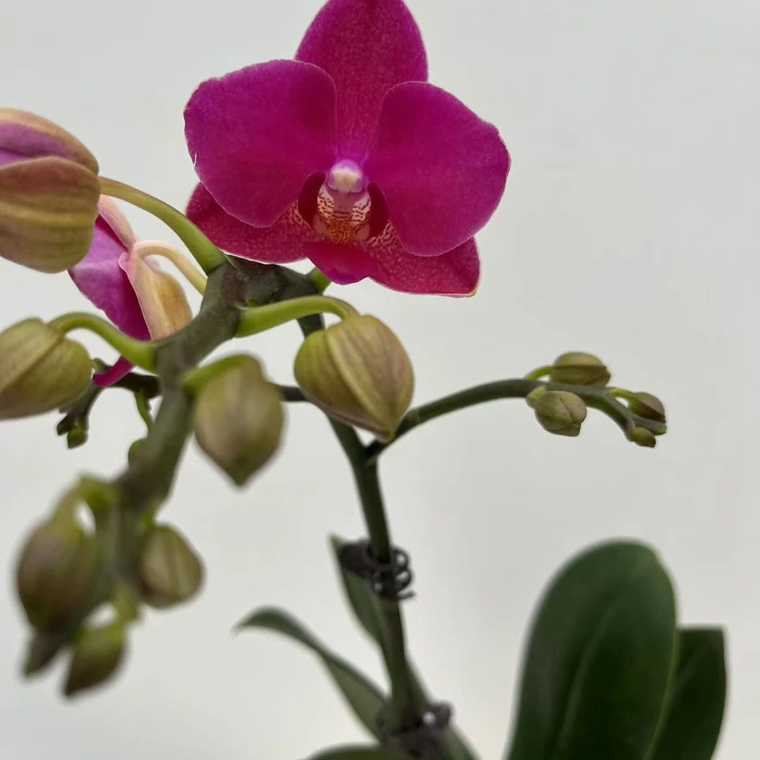 【满堂红】梦语花卉 精品蝴蝶兰 福利品 开花株