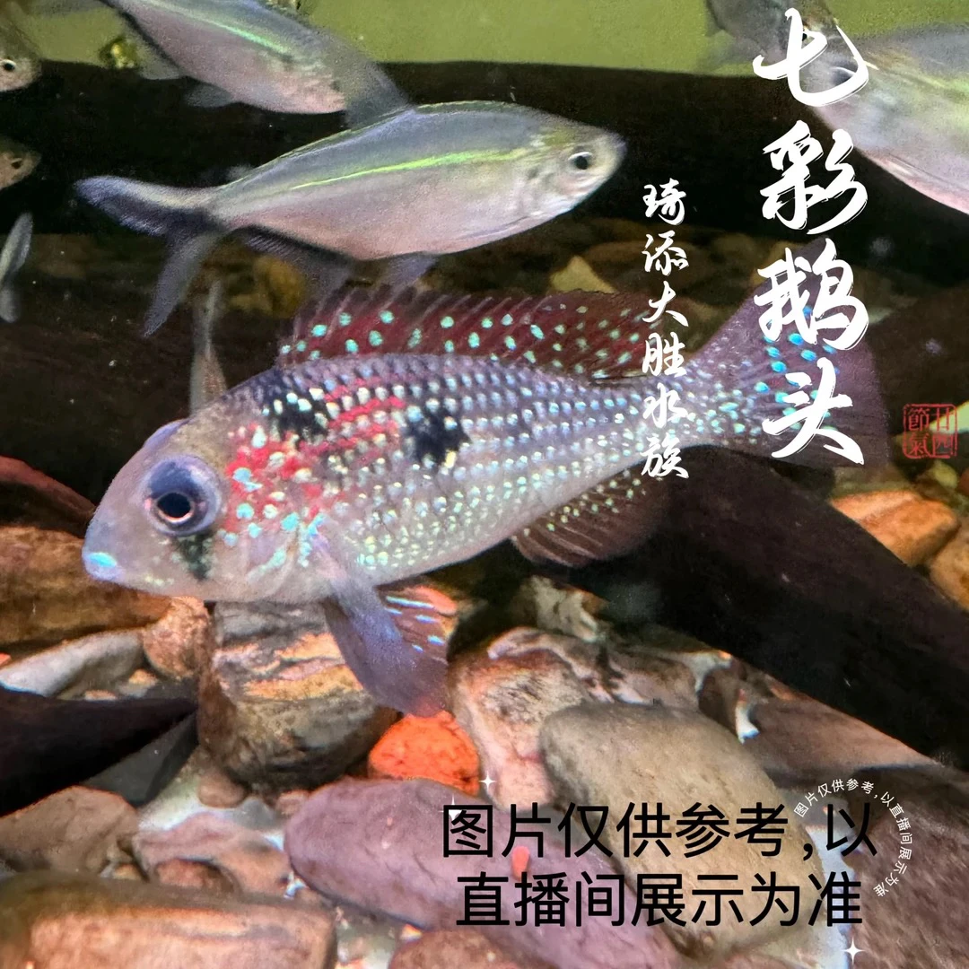 观赏鱼 七彩鹅头观赏鱼