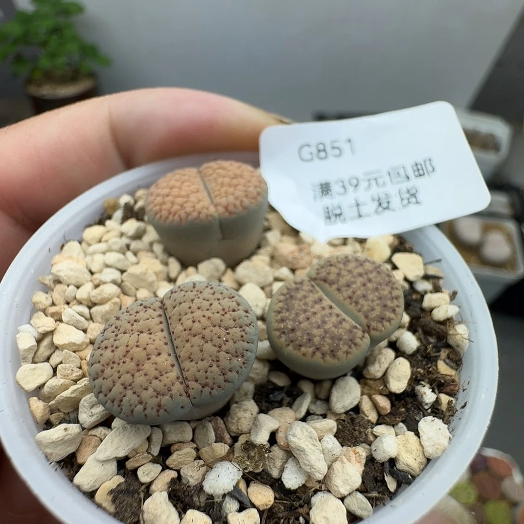 851哈哈哈哈哈哈好怪