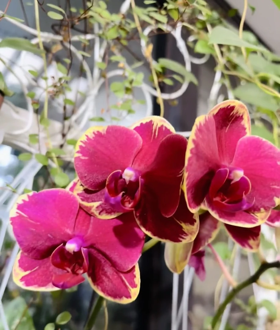 【金边吉祥多梗】蝴蝶兰金边吉祥3.0寸3-5梗发货