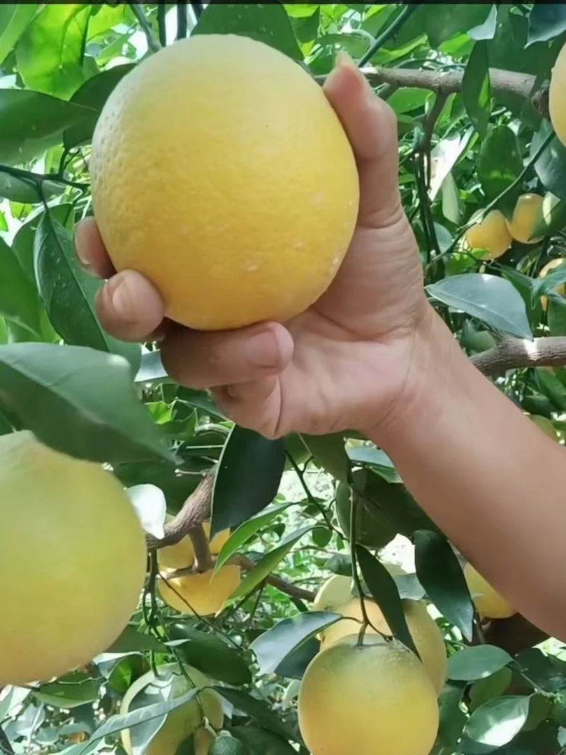 中秋特惠当季新鲜秭归夏橙现摘发货清甜多汁哀牢山橙子包邮