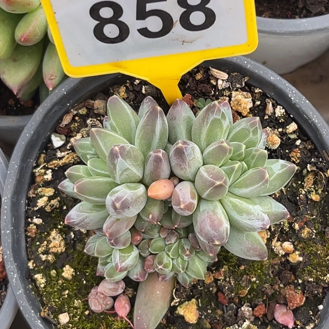 多肉植物申公豹群858