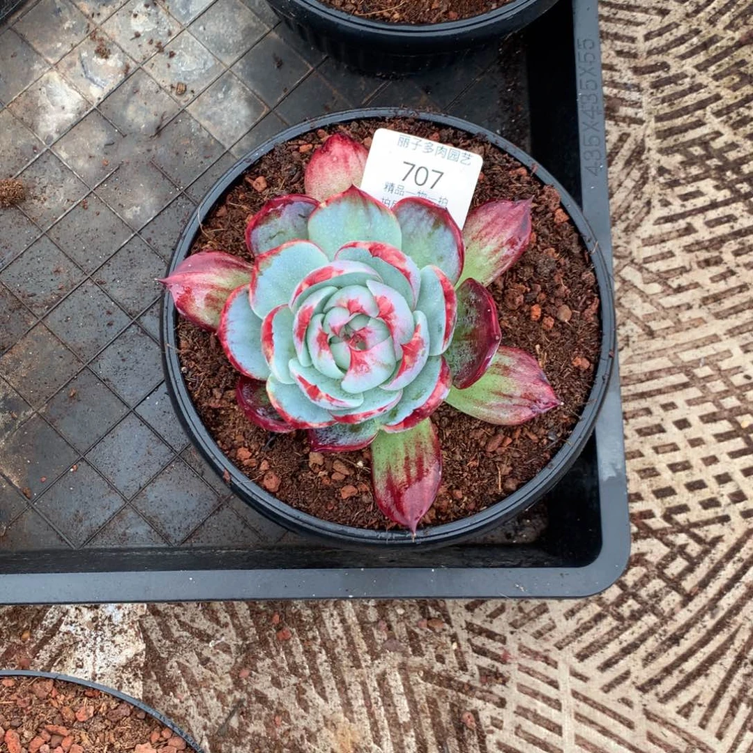 @****@707多肉植物惊鸿