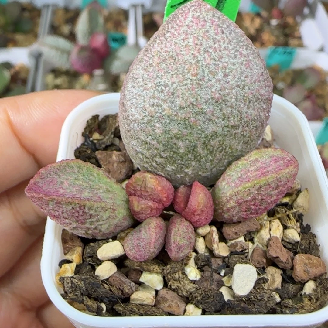 编号317双头叶插，四方盆发