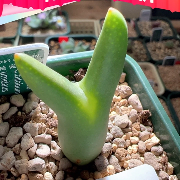 w405。优选ssg0136皮卡丘母本6年拆头88折后价