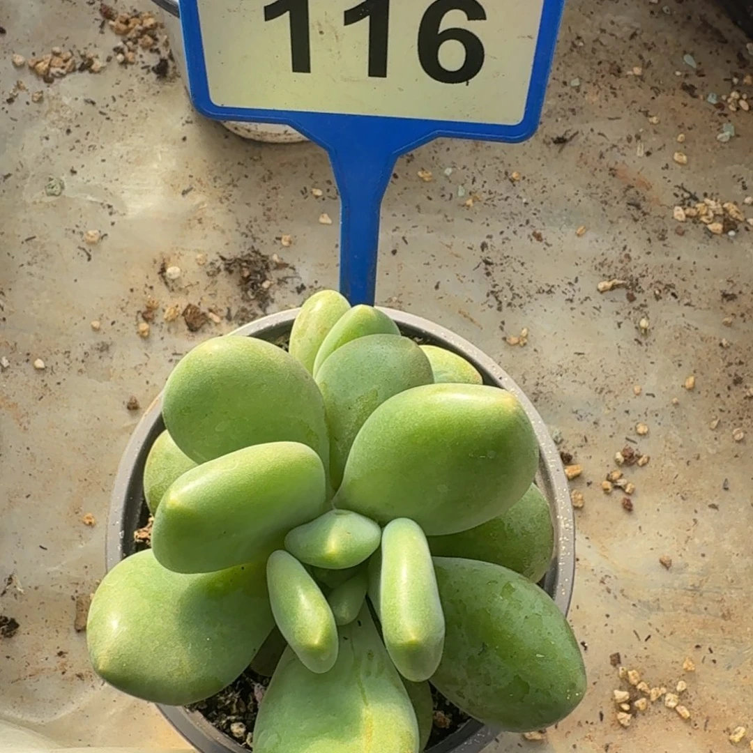 多肉深绿色大X116