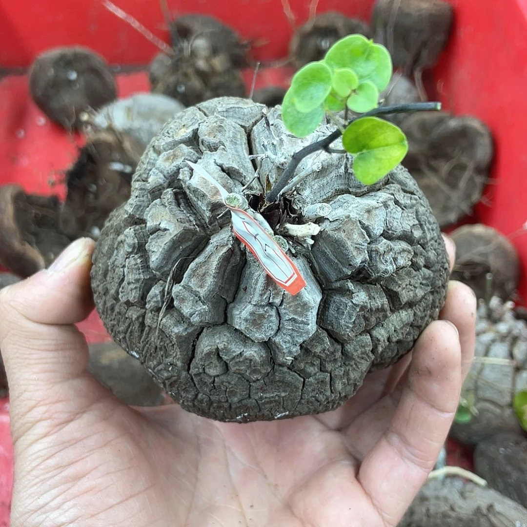 龟甲龙一物一拍1673号10.2cm