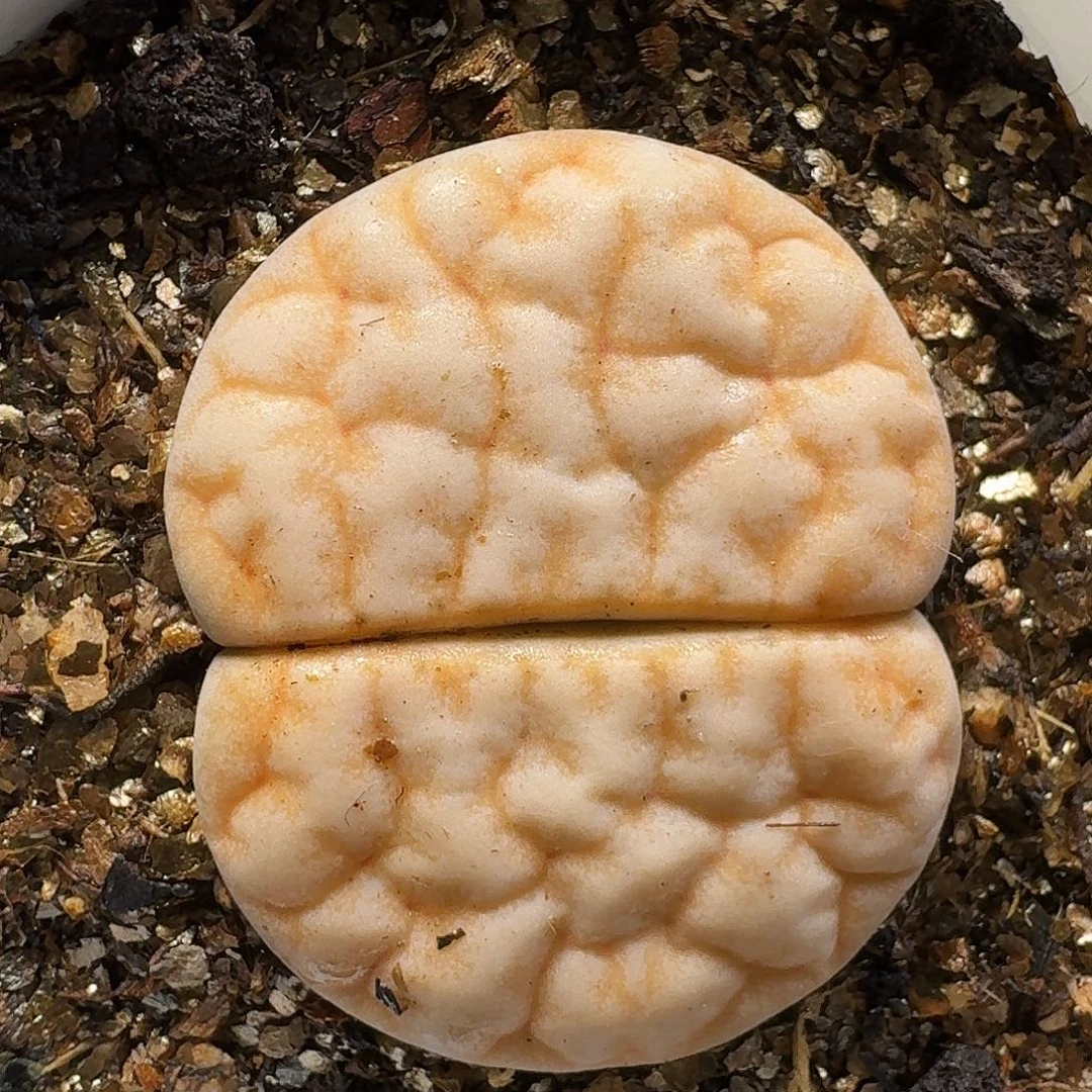 生石花1111112。   297