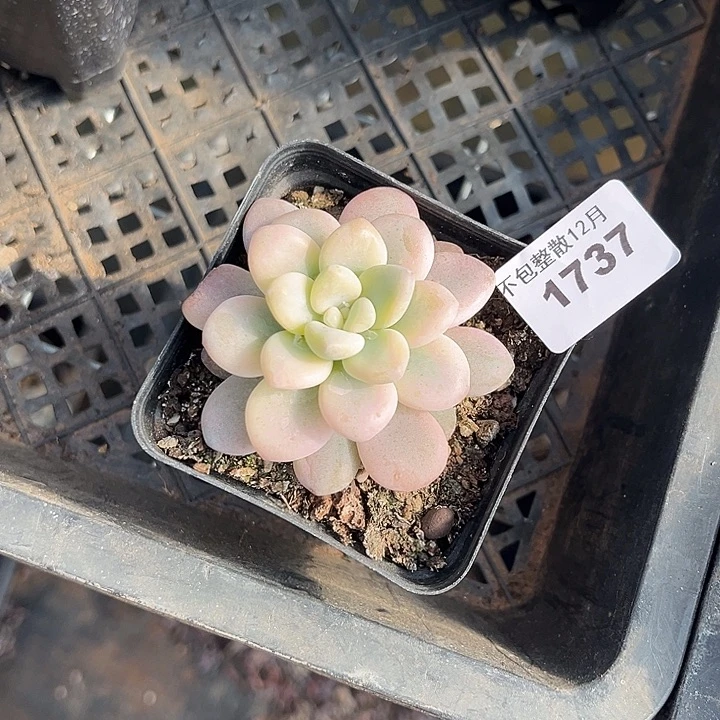 阿雅园艺。       1737洛神锦