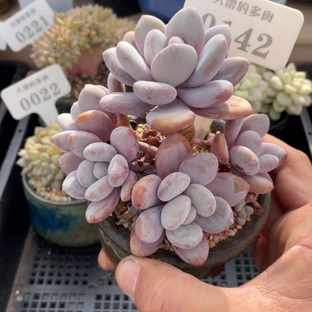 0142粉兔不带盆10厘米