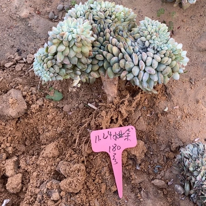 福多多花卉园艺星影