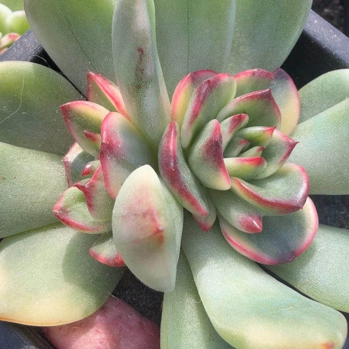 东云锦底座群生多肉锦