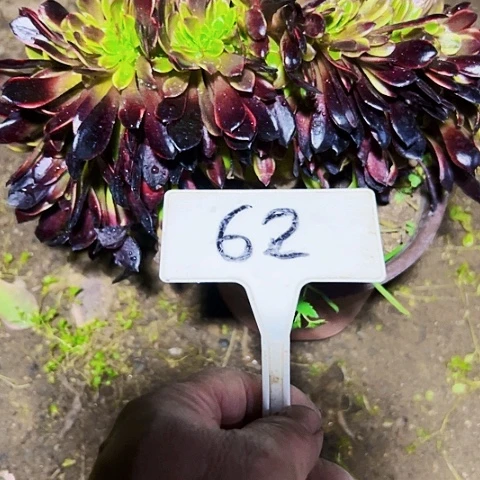 金***爷多肉植物欧嘉莉缀花