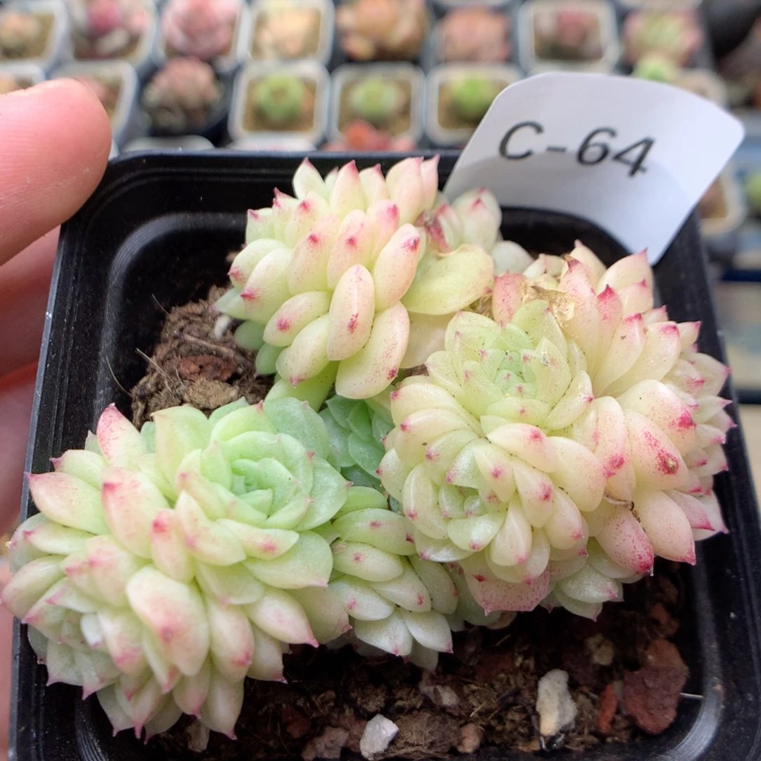 C64特优一号两群