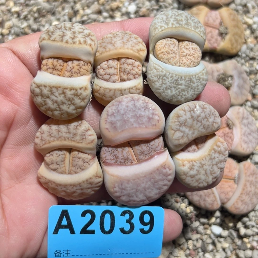 呼*鹿2039荒混6专拍专拍专拍