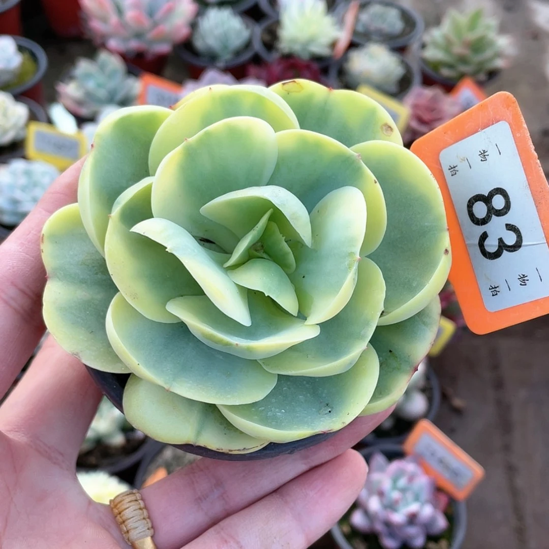 【闪购商品】83号的