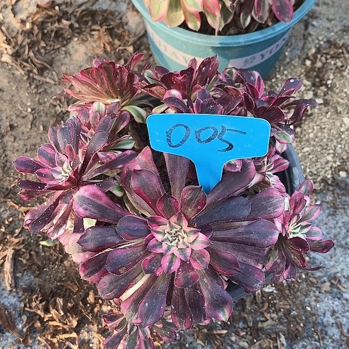 005一颗红铜葫法师多肉