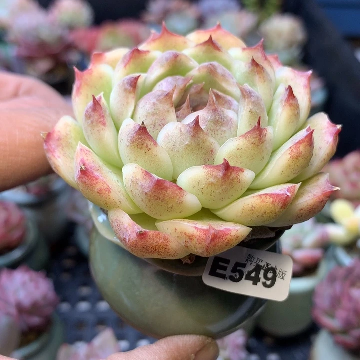 E549一物一拍连盆发