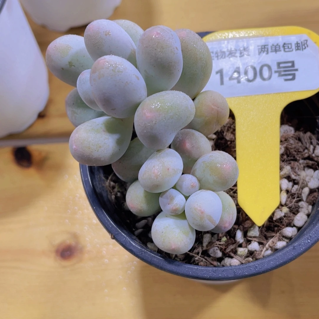 1400号 丸叶韩货米可奶酪