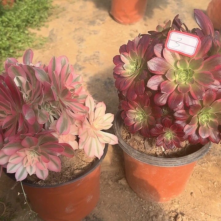 多肉植物女巫安娜3号无售后