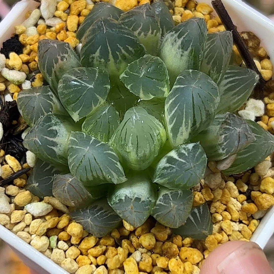 糊斑霓虹灯更贵哈