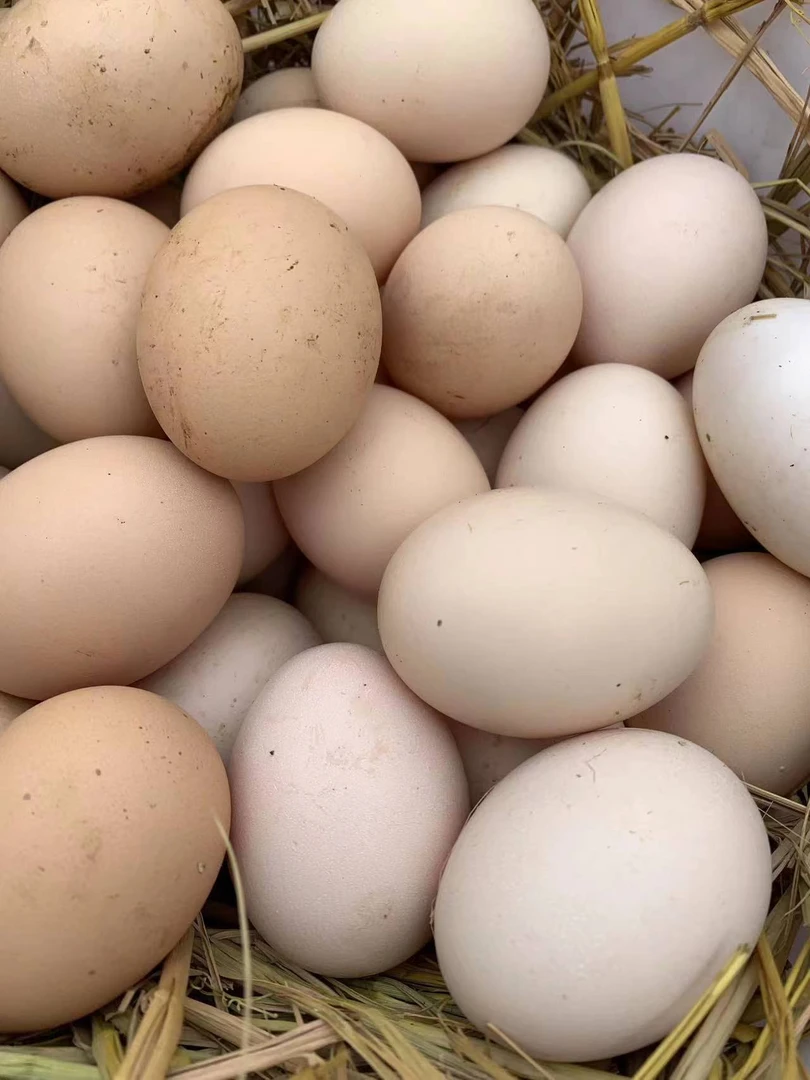 农村家里鸡蛋鸭蛋鹅蛋选择拍