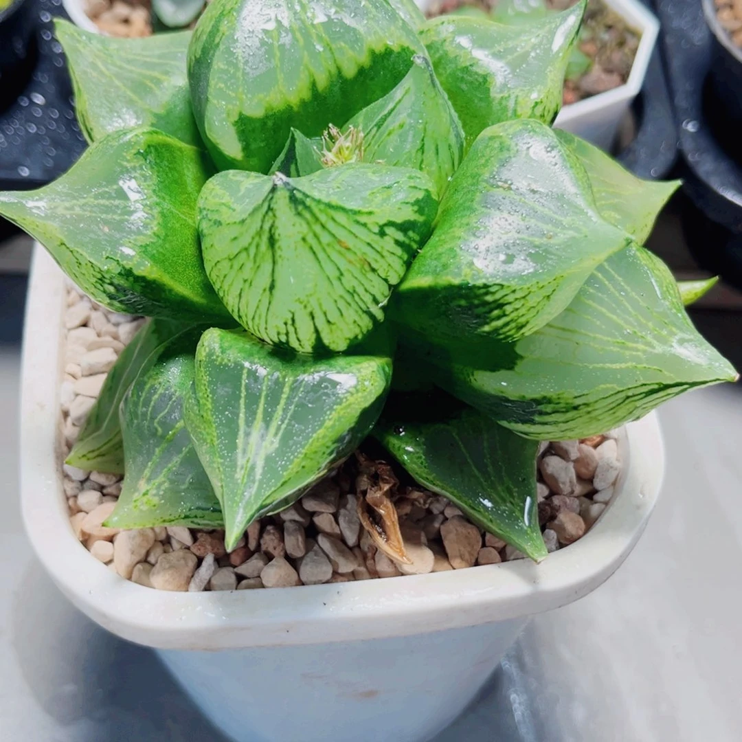 母本裹般若多肉植物6666