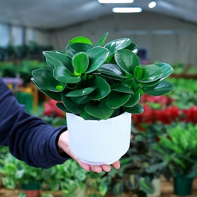 圆叶碧玉大叶金钻盆栽室内四季常青水培土培绿植净化空气