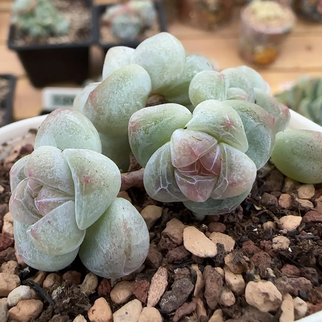 A***9An专拍珍妮心冰玉群群包整