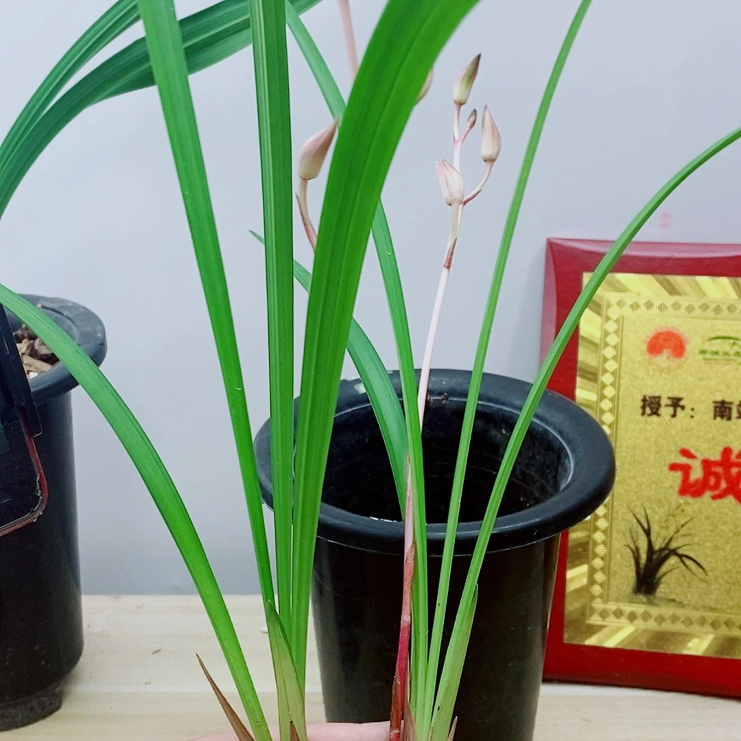 当前无花栽培后可以开花日