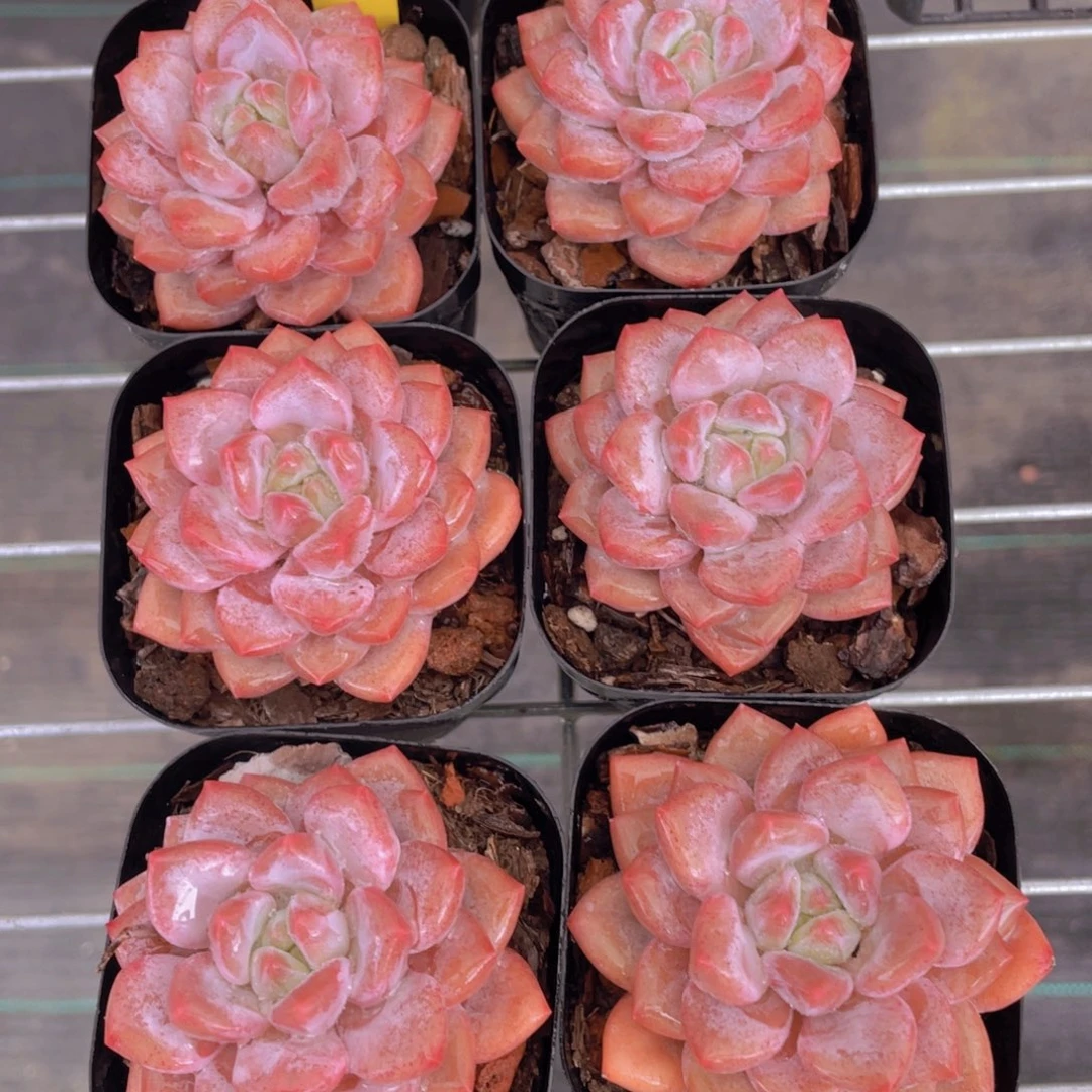 1527号 全状态奶油半夏单头一个