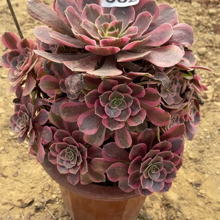 无花朵862多肉植物凤冠