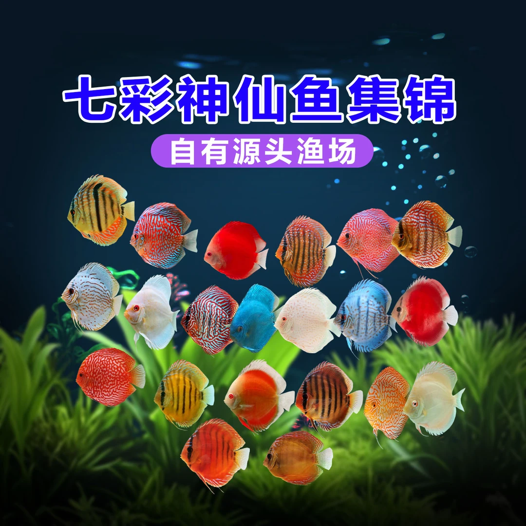 七彩神仙鱼高品质热带观赏鱼红妃鸽子财神野彩一栋精品6-7cm包损