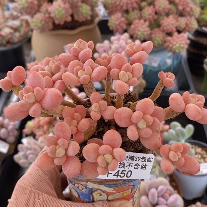 鱼子酱老桩11cm450多肉植物