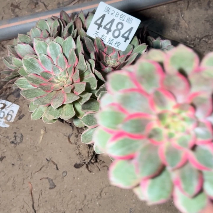 莲花座多肉植物法师4484