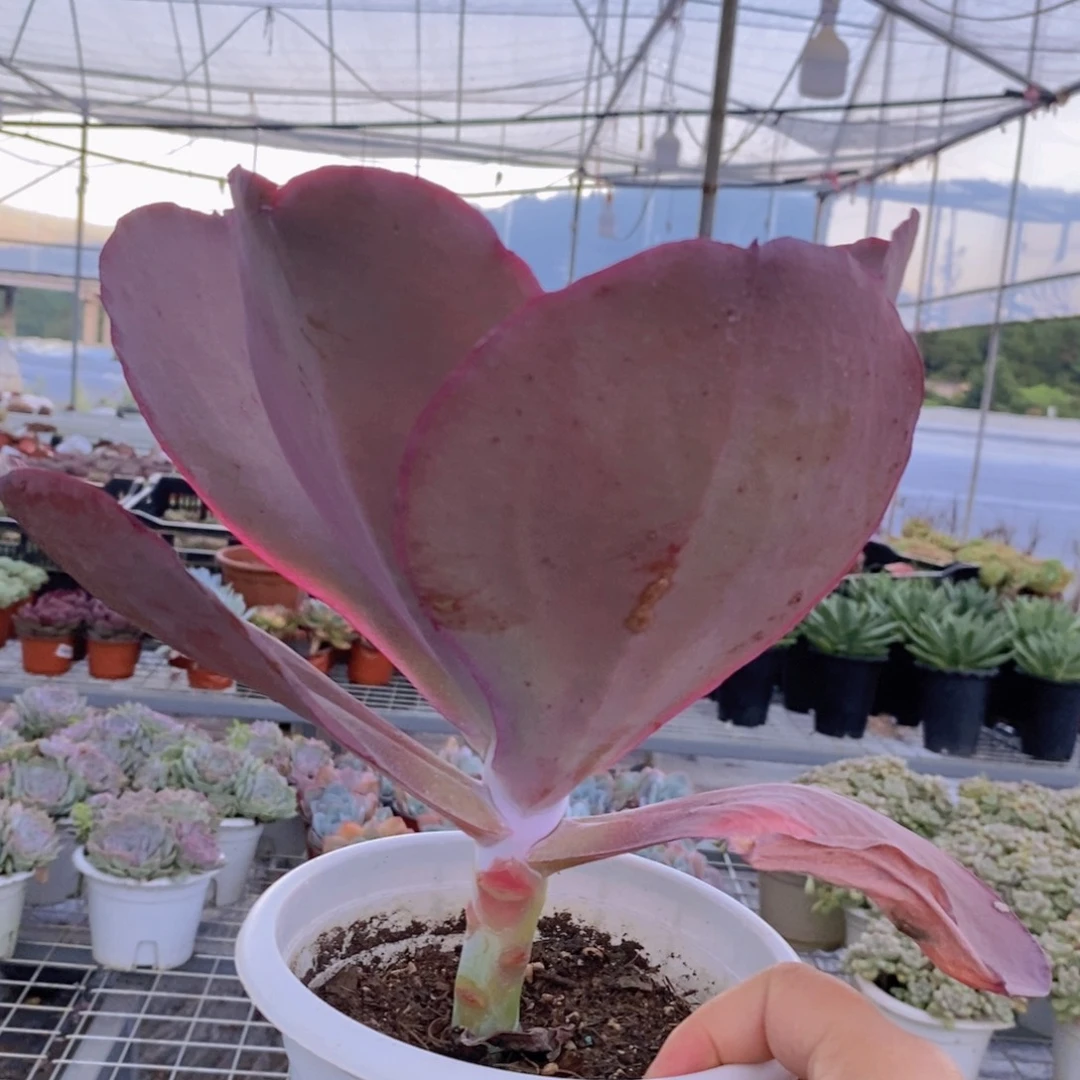 天空之城大单头多肉