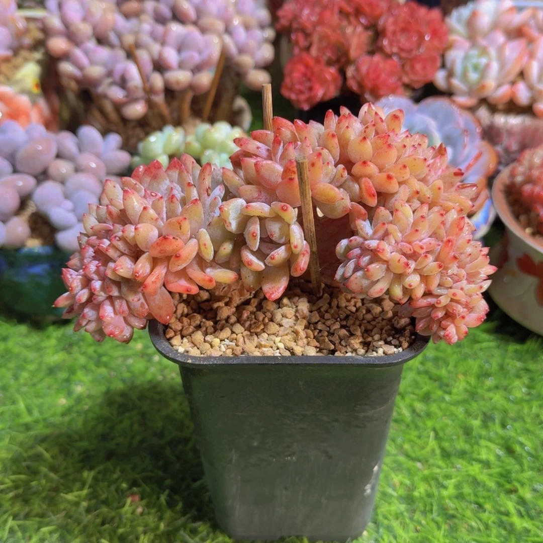 小姐姐们的心头美肉哟