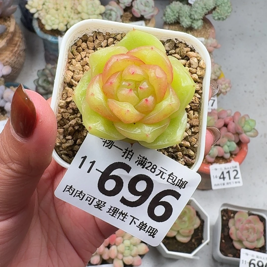 玉芷无盆土发货无