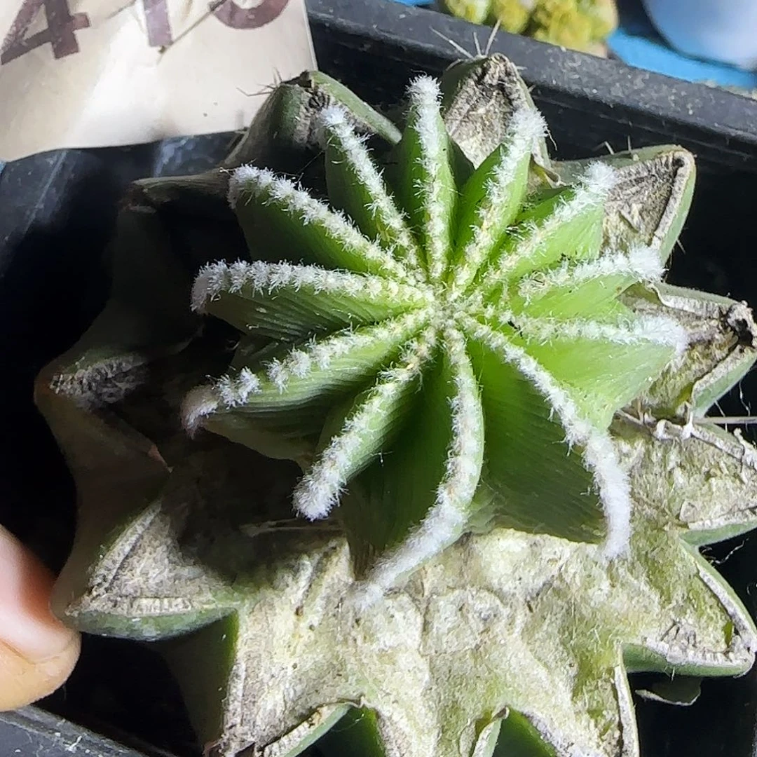 辛顿花龙415仙人球