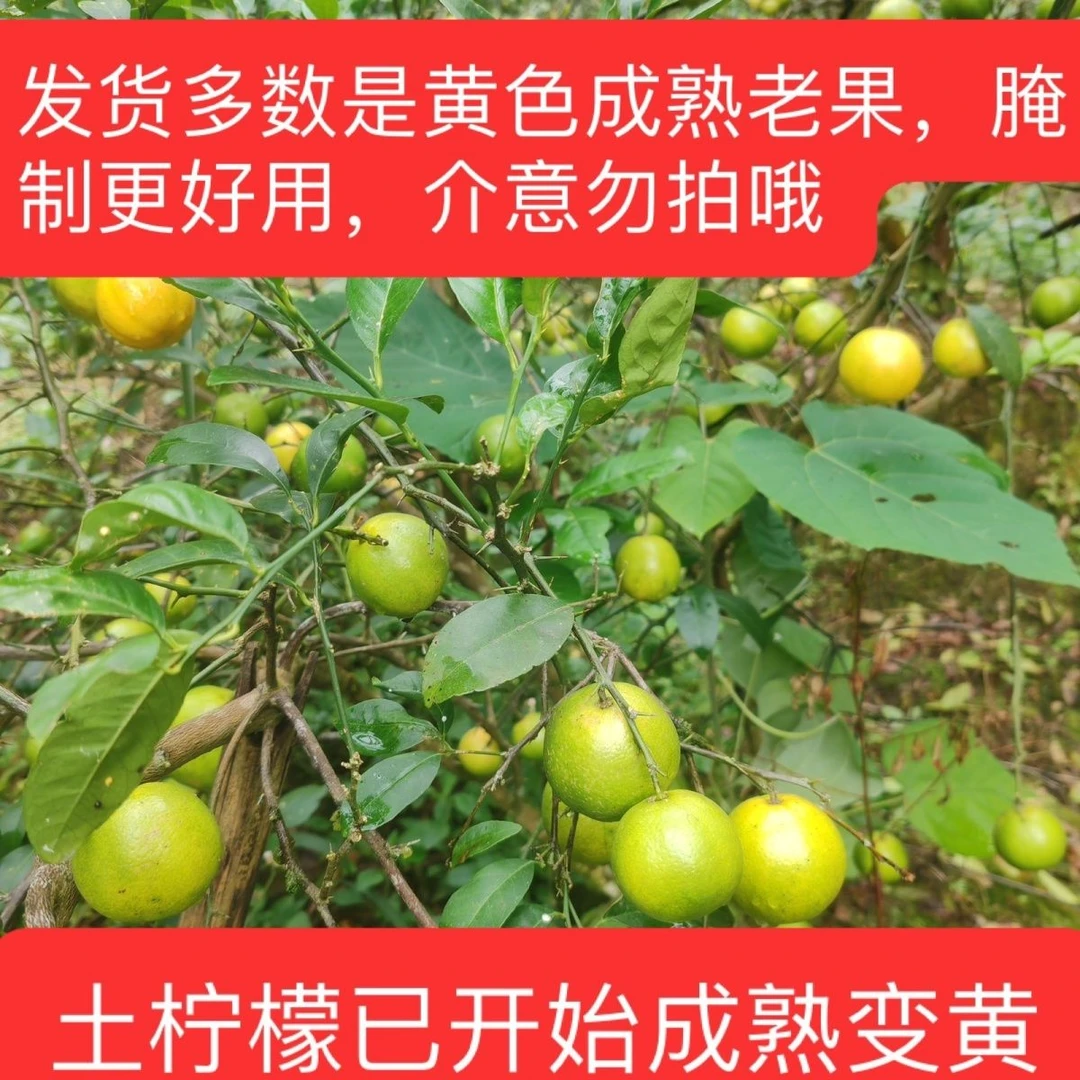 广西新鲜现摘土柠檬玉林牛脚子海鲜越味傣味腌制专用柠檬