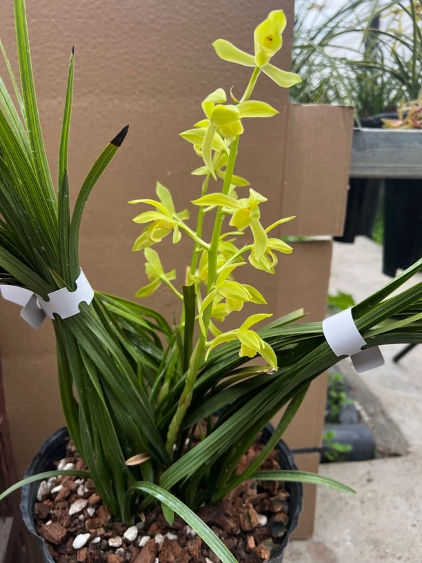 蕙兰花草素心直播专用付米一物一拍