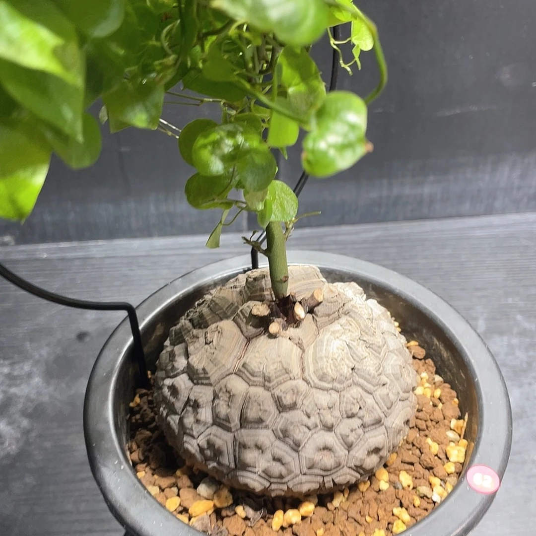 62号龟甲龙9.1公分