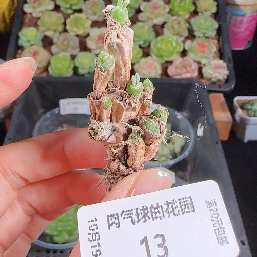 1019—13肉气球小兔子