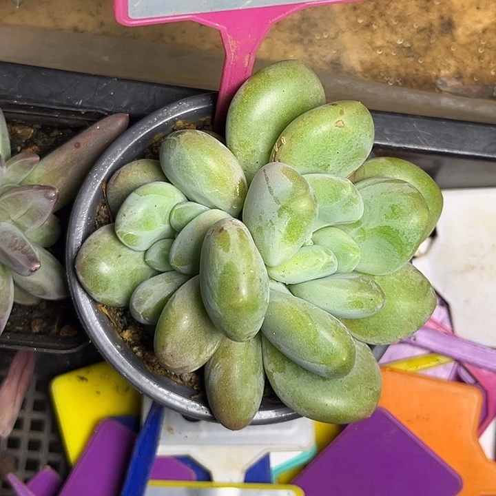 多肉植物胖体x系奶龙297