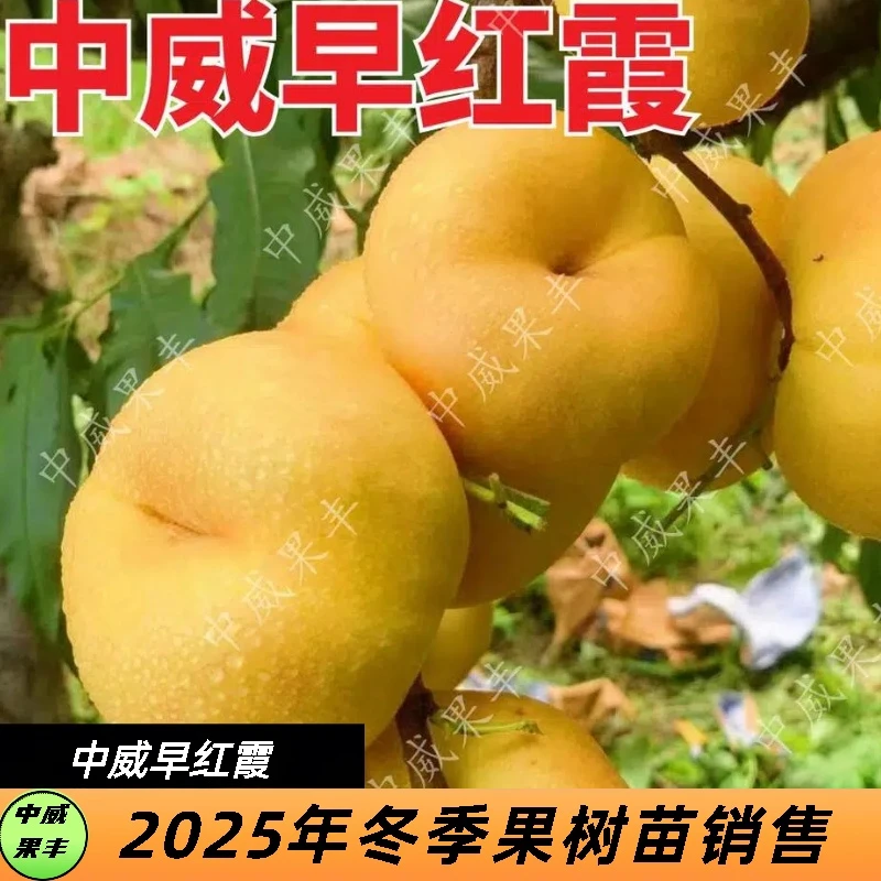 中威早红霞 特早熟黄肉油蟠桃6月初成熟不裂果不炸核