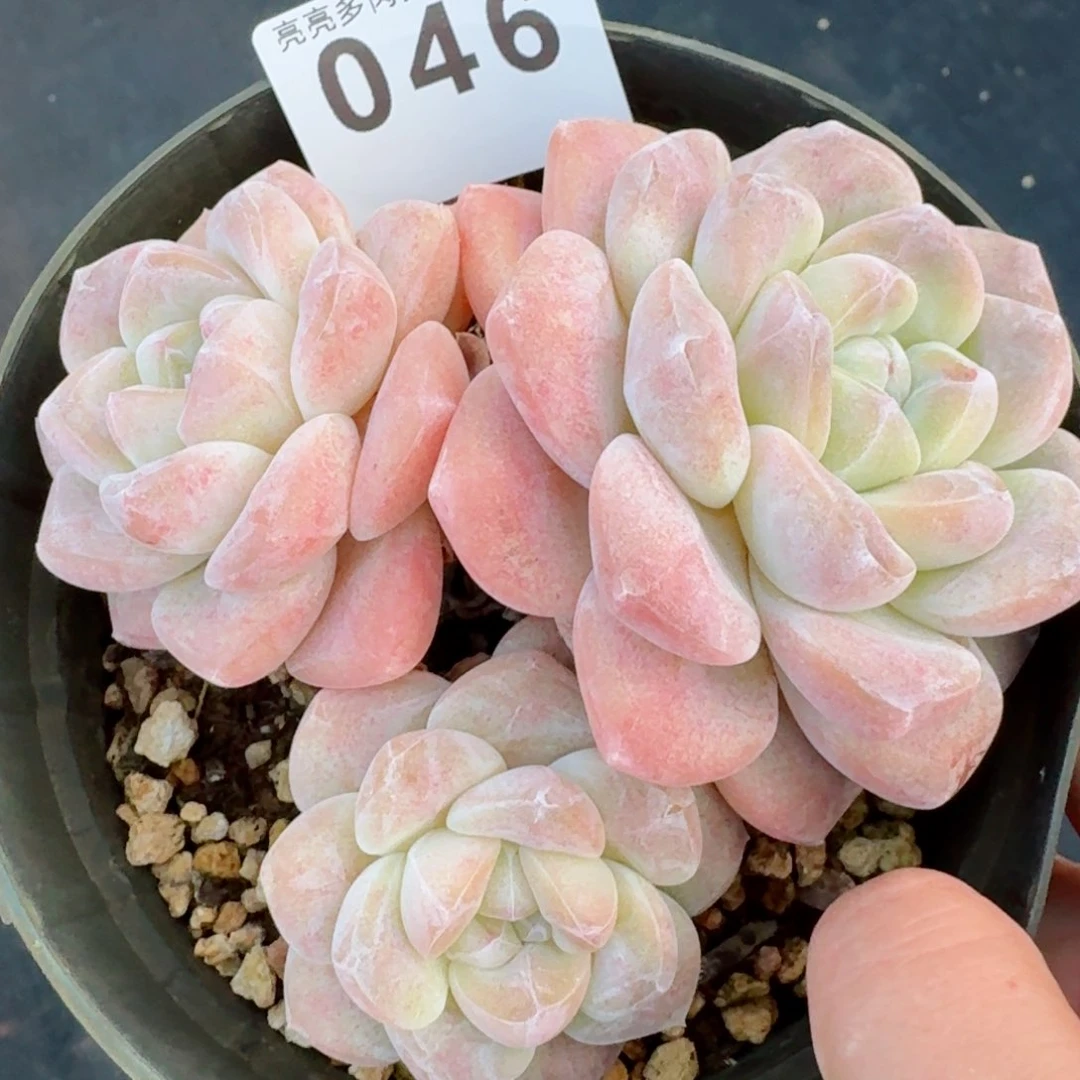 长腿冰玉         精品多肉