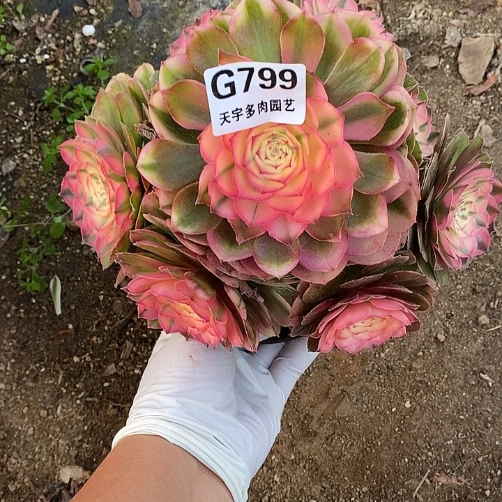 多肉植物荔枝799多肉